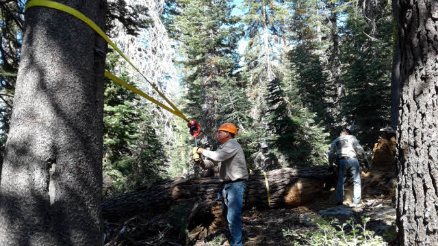 Men clearing trail