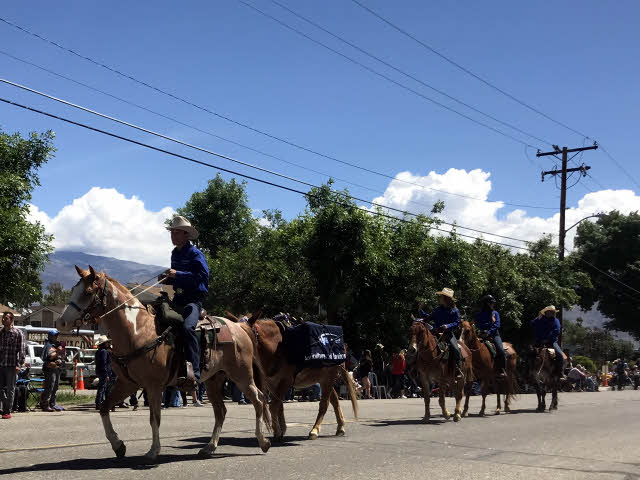 Mule riders parade through downtown Bishop