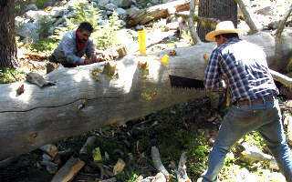 Two men using cross-cut saw